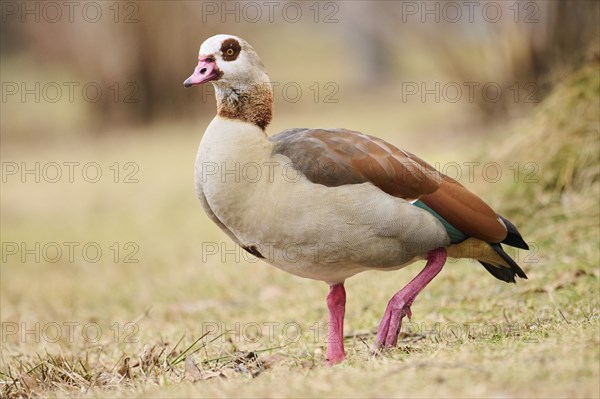 Egyptian goose (Alopochen aegyptiaca), standing on a meadow, Bavaria, Germany Europe