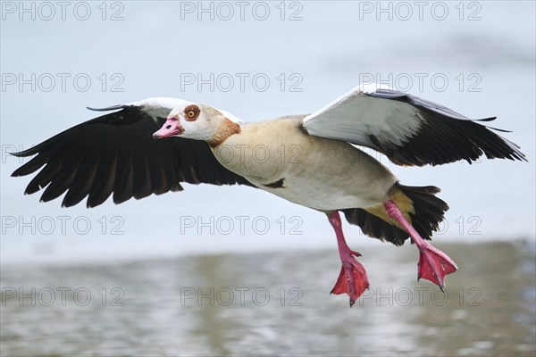 Egyptian goose (Alopochen aegyptiaca), flying, Bavaria, Germany Europe