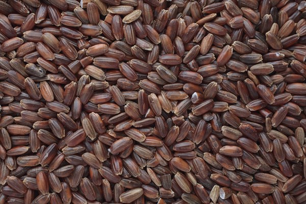 Red rice, Camargue rice from France, rice variety with a red bran layer, usually offered as brown rice, wholemeal product, the rice gets its red colour from the anthocyanin content in its bran layer