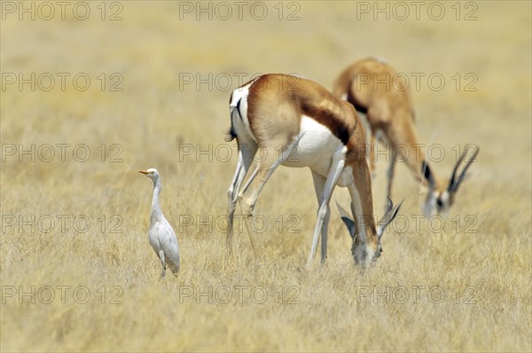 Juvenile Cattle egret (Bubulcus ibis) and two springbok grazing, Etosha National Park, Namibia, Africa