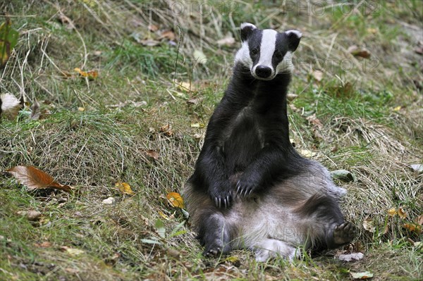 Badger, european badgers (Meles meles), Marten species, Predators, Mammals, Animals, European badger sitting upright in meadow