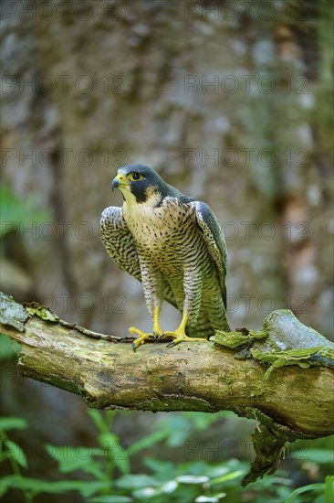 Peregrine Falcon (Falco peregrinus), adult sitting on branch in forest, Bohemian Forest, Czech Republic, Europe