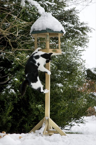 Cat (Felis catus) climbing on the bird feeder in the garden in winter when it snows