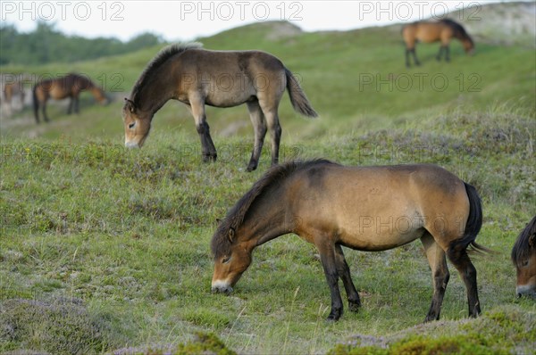 Exmoor ponies, De Bollekamer nature reserve, Texel island, North Holland, Netherlands