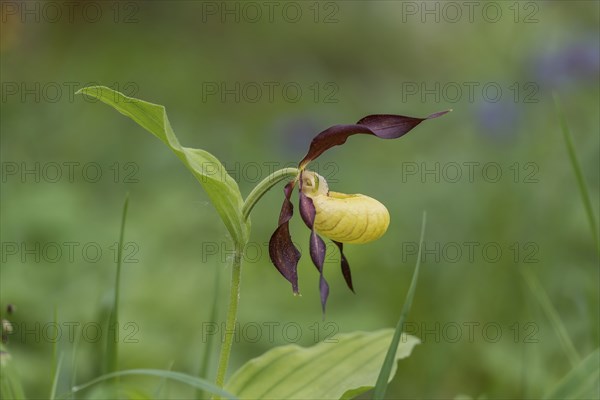 Lady's Slipper Orchid (Cypripedium calceolus), flower, Kalkalpen National Park, Upper Austria, Austria, Europe