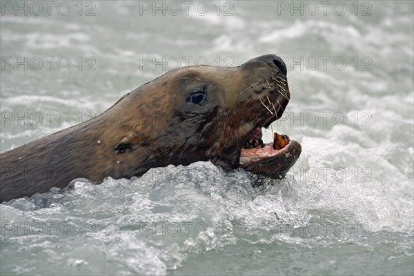 Steller sea lion (Eumetopias jubatus) surfacing with open mouth, Prince William Sound, Alaska, USA, North America