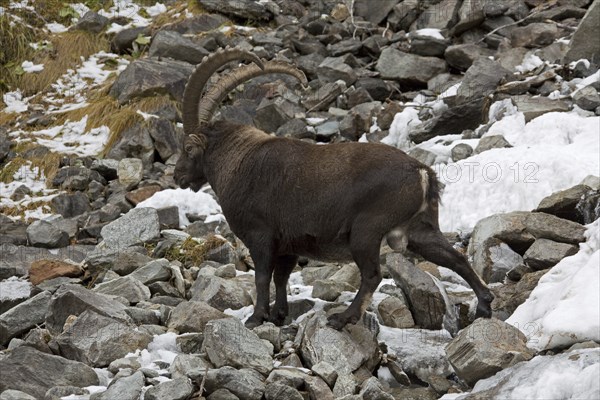 Alpine ibex (Capra ibex) in the Italian Alps in the snow, Gran Paradiso National Park, Italy, Europe