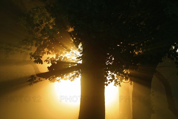 Sun shining through forest, Black Forest, Baden-Württemberg, Sun shining through forest, Black Forest, Baden-Württemberg, Germany, Europe