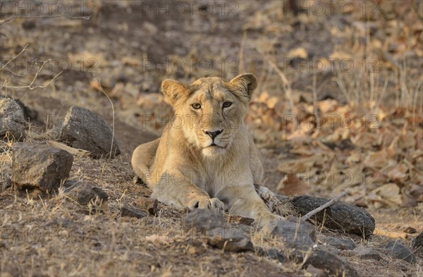 Asiatic Lion (Panthera leo persica), young male, Gir Forest National Park, Gir Sanctuary, Gujarat, India, Asia