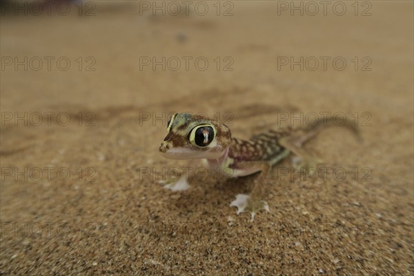 Namib Gecko, web-footed gecko or Palmato-Gecko (Pachydactylus rangei), Namib Desert in Swakopmund, Namibia, Africa