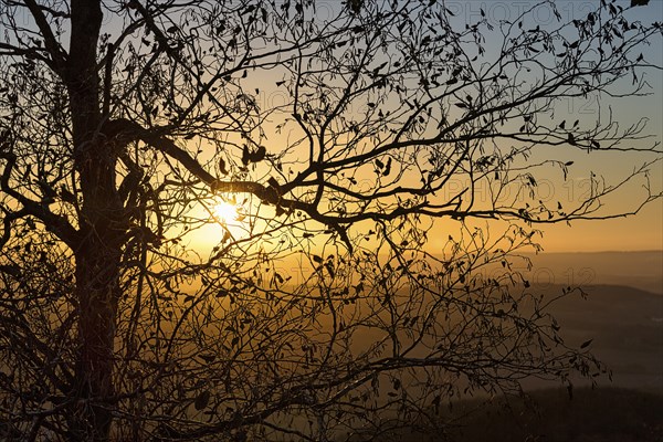 Sun shining through branches, tree with withered leaves in autumn, sunset on mountain top, backlight, Köterberg, Lügde, Weserbergland, North Rhine-Westphalia, Germany, Europe