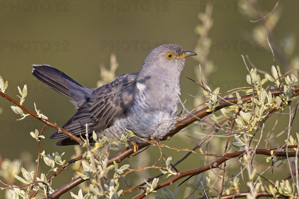 Common cuckoo (Cuculus canorus) calling, courting, male in a silver willow, calling station, Middle Elbe Biosphere Reserve, Saxony-Anhalt, Germany, Europe