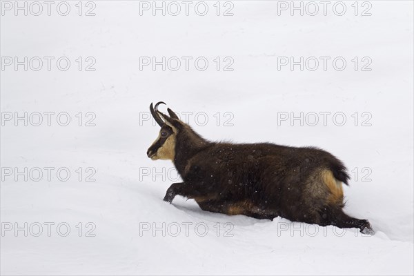 Chamois (Rupicapra rupicapra) female walking in deep snow in winter, Gran Paradiso National Park, Italian Alps, Italy, Europe