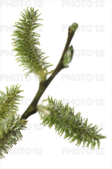 Goat willow, Pussy willow (Salix caprea), Great sallow twig with female catkins in spring against white background