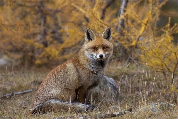 Red fox, red foxes (Vulpes vulpes), Fox, Foxes, Canines, Predators, Mammals, Animals, Red fox in forest in autumn, Alps, Gran Paradiso National Park, Italy, Europe