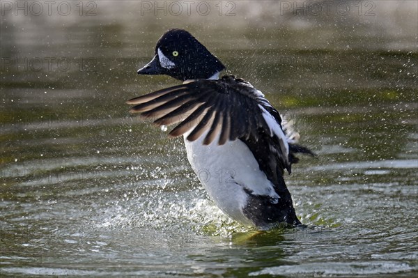 Goldeneye, male, flapping wings (Bucephala clangula), side