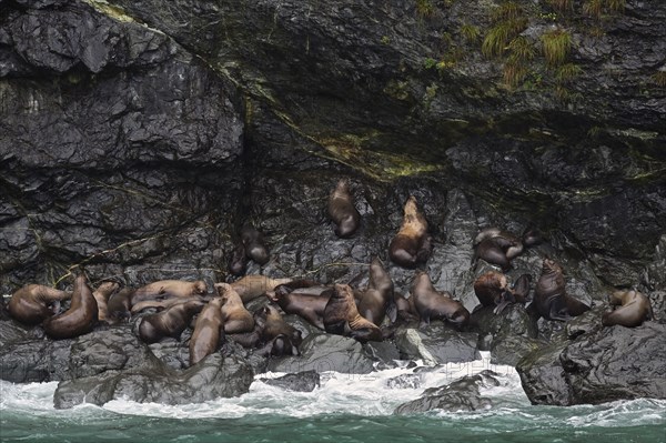 Steller sea lions (Eumetopias jubatus) lying on a rock where the waves from the Pacific Ocean break, Prince William Sound, Alaska