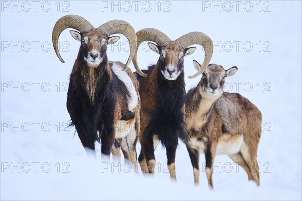 European mouflon (Ovis aries musimon) rams with ewe on a snowy meadow in the mountains in tirol, Kitzbühel, Wildpark Aurach, Austria, Europe