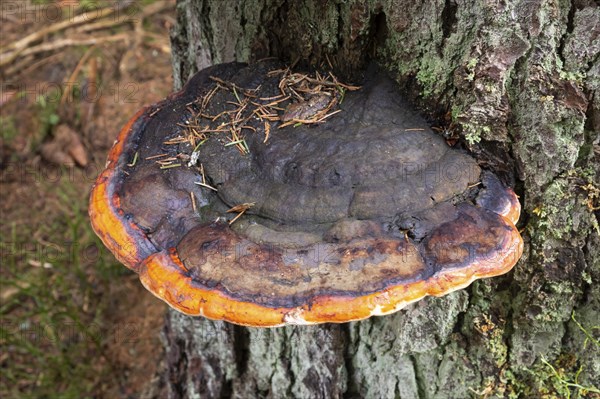 Red banded polypore (Fomitopsis pinicola), tree fungus, Harz National Park, Lower Saxony, Germany, Europe