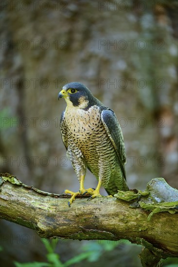 Peregrine Falcon (Falco peregrinus), adult sitting on branch in forest, Bohemian Forest, Czech Republic, Europe