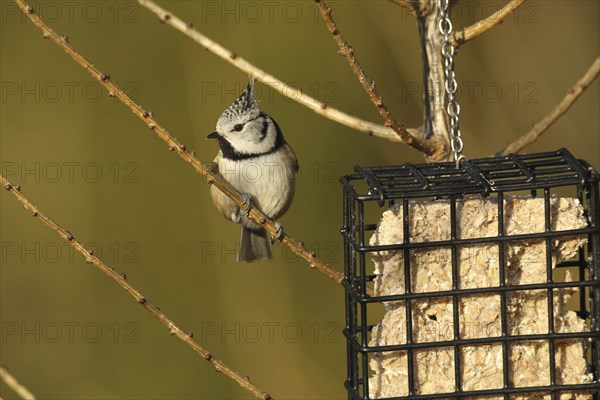 Crested Tit (Lophophanes cristatus) at winter feeding, Allgäu, Bavaria, Germany, Europe