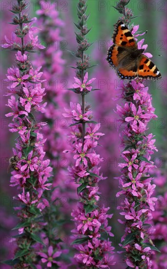 Small tortoiseshell (Aglais urticae) on purple loosestrife (Lythrum salicaria) Lower Saxony, Germany, Europe