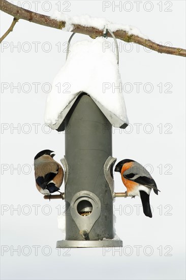 Bullfinch (Pyrrhula pyrrhula), pair at feeding station in winter, Lower Saxony, Germany, finches, Europe