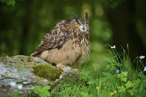 Eurasian eagle-owl (Bubo bubo), adult, shaking on rock at the edge of the forest, Bohemian Forest, Czech Republic, Europe