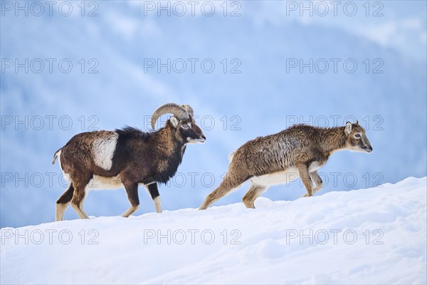 European mouflon (Ovis aries musimon) ram with ewe on a snowy meadow in the mountains in tirol, Kitzbühel, Wildpark Aurach, Austria, Europe