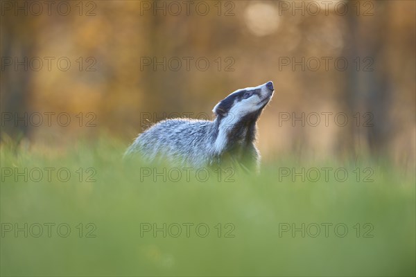 Badger (Meles meles), in meadow