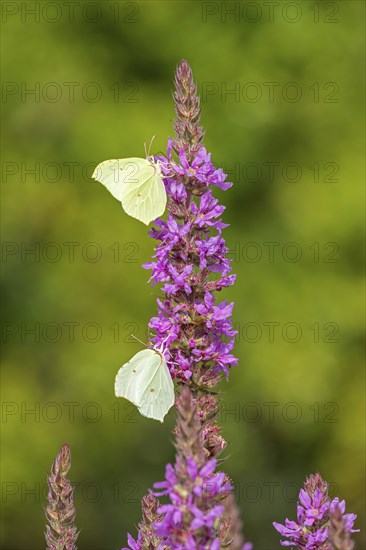 Butterflies collecting nectar, brimstone (Gonepteryx rhamni), purple loosestrife (Lythrum salicaria), near Garstedt, Lower Saxony, Germany, Europe