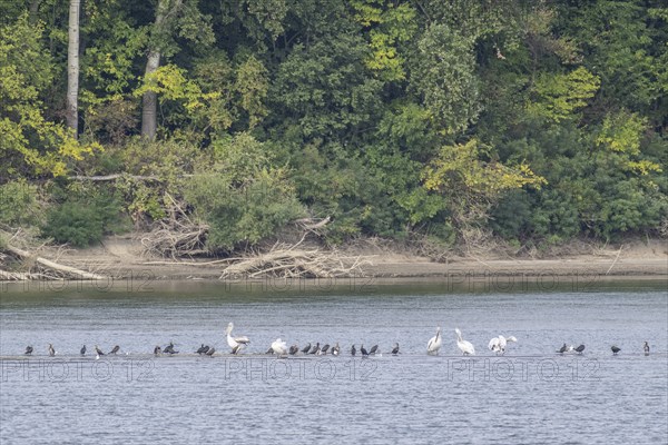 Dalmatian Pelicans (Pelecanus crispus) and great cormorant (Phalacrocorax carbo) on a sandbank in the Danube, Romania, Europe