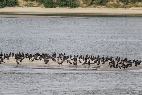 Great cormorant (Phalacrocorax carbo) on a sandbank in the Danube, Romania, Europe