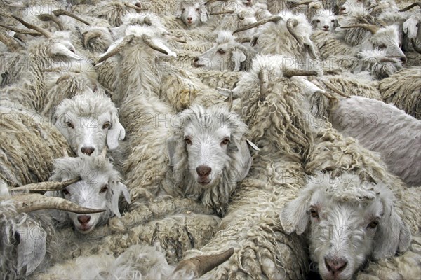 Flock of Angora goats (Capra hircus) to produce mohair wool in Lesotho