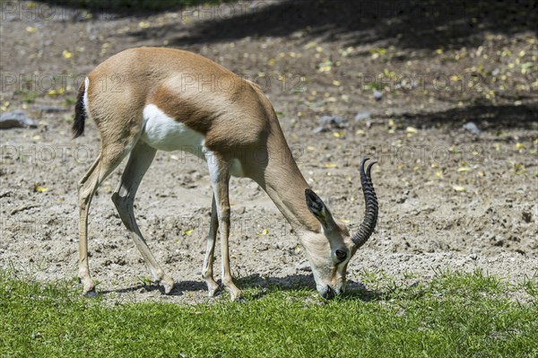 Dorcas gazelle (Gazella dorcas), ariel gazelle (Capra dorcas) grazing grass, native to semidesert climates of Africa and Arabia