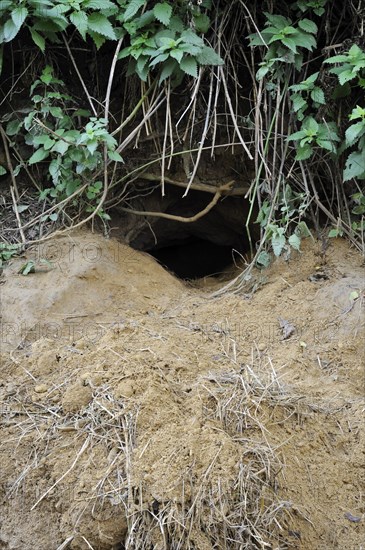 Entrance to an active Badger (Meles meles) sett showing old bedding material on the spoil heap, Belgium, Europe