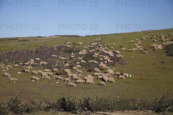 Domestic sheep on pasture, San Marcos nature reserve, Alentejo, sheep, sheep flock, Portugal, Europe