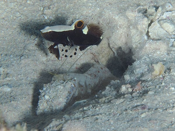 Barnacle partner goby (Lotilia graciliosa) and red spot crab (Alpheus rubromaculatus), dive site House Reef, Mangrove Bay, El Quesir, Red Sea, Egypt, Africa