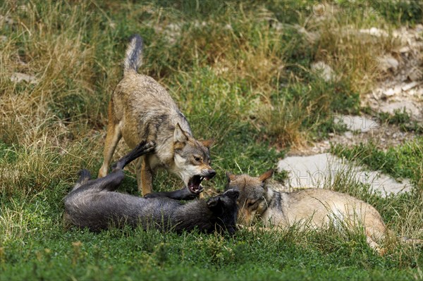 Algonquin wolf (Canis lupus lycaon), wolf, American wolf, ranking, pack, Germany, Europe