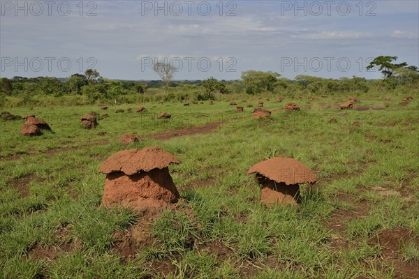 Mushroom-shaped termite mounds (Cubitermes fungifaber), Southwest, Cameroon, Africa