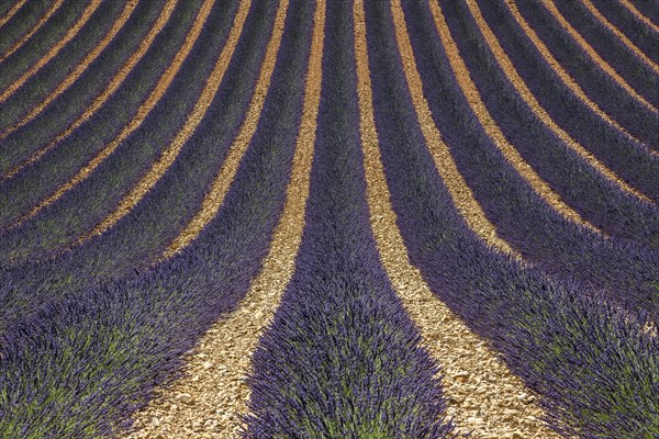 Wavy lavender field, flowering true lavender (Lavandula angustifolia), D56, between Valensole and Puimoisson, Plateau de Valensole, Provence, Provence-Alpes-Cote d Azur, South of France, France, Europe