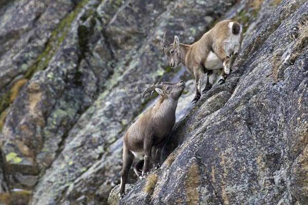 Young male Alpine ibex (Capra ibex) with small horns and juvenile in rock face in winter, Gran Paradiso National Park, Italian Alps, Italy, Europe