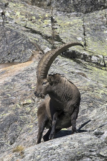 Alpine ibex (Capra ibex) male with large horns and female foraging on mountain slope in autumn in the Gran Paradiso National Park, Italian Alps, Italy, Europe