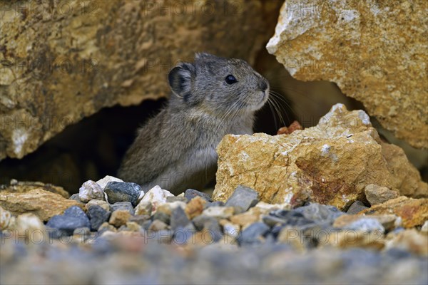 Pika (Ochotona) standing among boulders and on large rocks, Denali National Park, Alaska, USA, North America