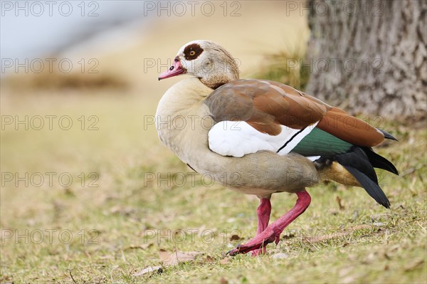 Egyptian goose (Alopochen aegyptiaca), walking on a meadow, Bavaria, Germany Europe