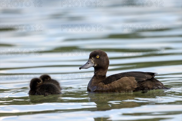 Tufted Duck (Aythya fuligula), female with young birds, Hintersee, Ramsau, Berchtesgadener Land, Bavaria, Germany, Europe