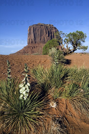 Soapwort yucca, soapweed yucca (Yucca glauca) (Yucca angustifolia) in Monument Valley Navajo Tribal Park, Arizona, USA, North America