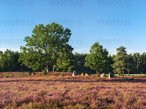 Typical heath landscape with flowering heather and megalithic tomb, Lüneburg Heath, Lower Saxony, Germany, Europe