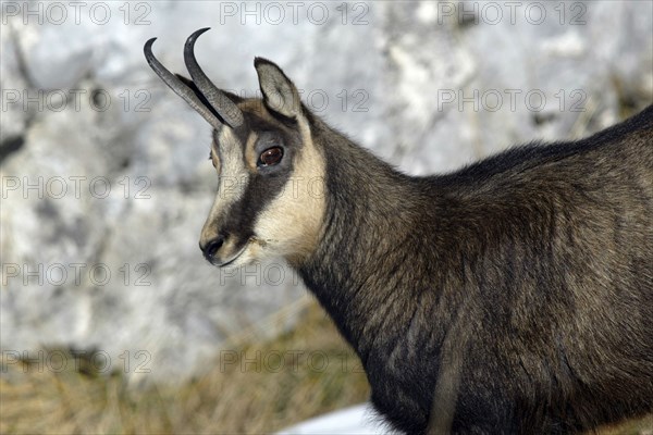 Chamois (Rupicapra rupicapra)