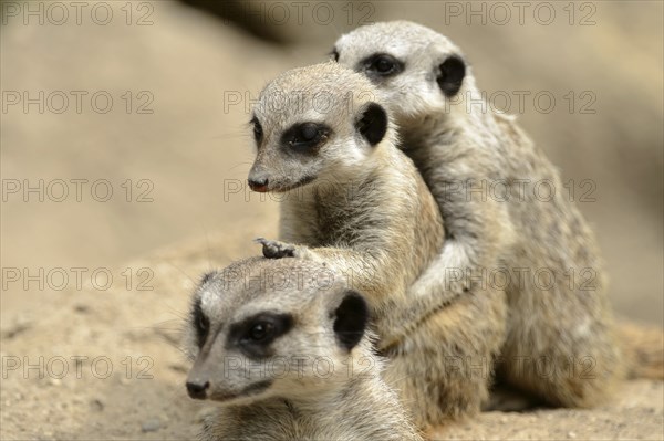 Meerkats (Suricata suricatta)